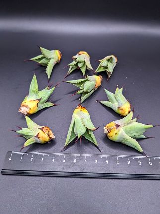 ※同時購入割引あり！◇アガベ 八荒雷神◇ ベアルート苗◇Hakkouraijin (macroacantha x potatorum) お任せ株！