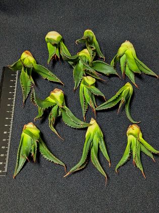 同時購入割引あり！◇アガベ・ジェントリー ジョーズ◇ベアルート お任せ苗◇ agave gentryi "Jaws"◇のサムネイル