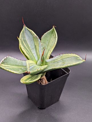 現品◇アガベ パリー トランカータ ライムストリーク・ベアルート苗◇Agave Parryi Truncata Lime Streak