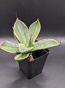 iAKx p[ gJ[^ CXg[NExA[gcAgave Parryi Truncata Lime Streak