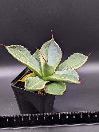 現品◇アガベ パリー トランカータ ライムストリーク・ベアルート苗◇Agave Parryi Truncata Lime Streak