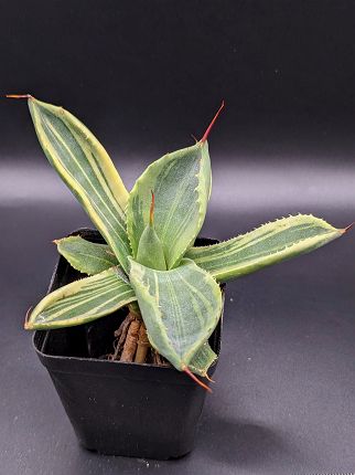 現品◇アガベ パリー トランカータ ライムストリーク・ベアルート苗◇Agave Parryi Truncata Lime Streak