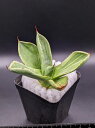 iAKx p[ gJ[^ CXg[NExA[gcAgave Parryi Truncata Lime Streak