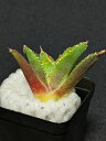現品◇アガベ チタノタ 星空・ベアルート苗◇Agave titanota starry sky◇