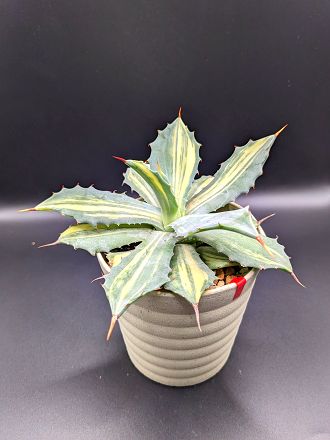 現品◇アガベ◇イシスメンシス・楊貴妃◇Agave isthmensis 'Youkihi'◇鉢植え発根済み◇