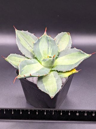 現品！◇アガベ パリー ホーチエンシス 吉祥天錦 ・ベアルート苗◇Agave parryi huachucensis◇のサムネイル