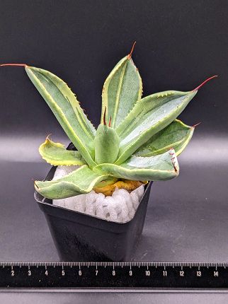 現品◇アガベ パリー トランカータ ライムストリーク・ベアルート苗◇Agave Parryi Truncata Lime Streak