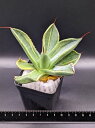 現品◇アガベ パリー トランカータ ライムストリーク・ベアルート苗◇Agave Parryi Truncata Lime Streak