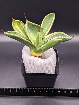 現品◇アガベ パリー トランカータ ライムストリーク・ベアルート苗◇Agave Parryi Truncata Lime Streak