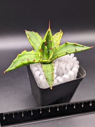 現品！◇アガベ チタノタ コロラータ錦・ベアルート苗◇Agave titanota Colorata variegata◇