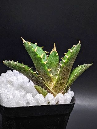 現品！◇アガベ チタノタ トライデント 三叉戟・ベアルート苗◇Agave Titanota trident