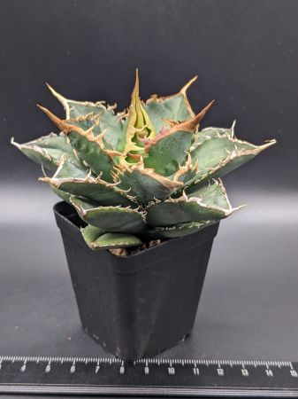 現品◇アガベ・チタノタ 海王◇ベアルート苗◇titanota Kaio◇のサムネイル