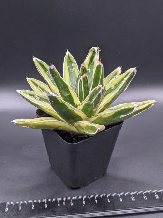 現品◇アガベ 笹の雪 輝山 黄覆輪・ベアルート苗◇Agave victoriae reginae kizan