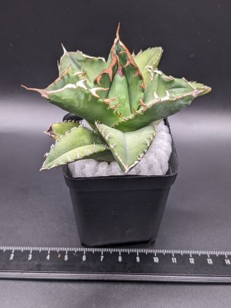 現品◇アガベ・チタノタ 福建白鯨◎Agave titanota Fukken Hakugei