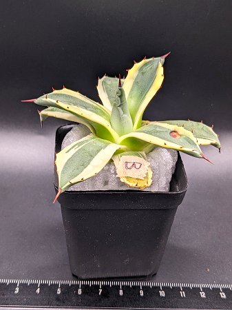 現品！◇アガベ アプラナータ クリームスパイク ◇メリコ錦◎ベアルート苗◎Agave applanata 'Cream Spike'