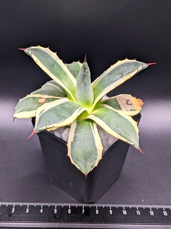 現品！◇アガベ アプラナータ クリームスパイク ◇メリコ錦◎ベアルート苗◎Agave applanata 'Cream Spike'