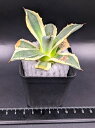 現品！◇アガベ アプラナータ クリームスパイク ◇メリコ錦◎ベアルート苗◎Agave applanata 'Cream Spike'