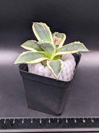 現品！◇アガベ アプラナータ クリームスパイク ◇メリコ錦◎ベアルート苗◎Agave applanata 'Cream Spike'