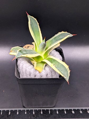 現品！◇アガベ アプラナータ クリームスパイク ◇メリコ錦◎ベアルート苗◎Agave applanata 'Cream Spike'