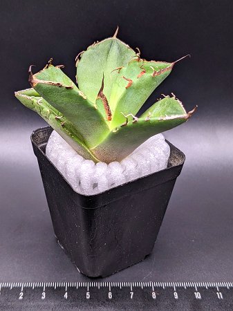 現品◇アガベ・チタノタ　ブラックダイヤモンド◎Agave titanota Black Diamon