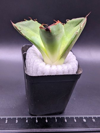 現品◇アガベ・チタノタ　ブラックダイヤモンド◎Agave titanota Black Diamon