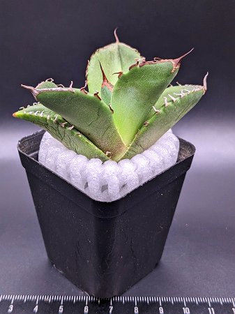 現品◇アガベ・チタノタ　ブラックダイヤモンド◎Agave titanota Black Diamon