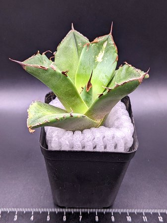 現品◇アガベ・チタノタ　ブラックダイヤモンド◎Agave titanota Black Diamon