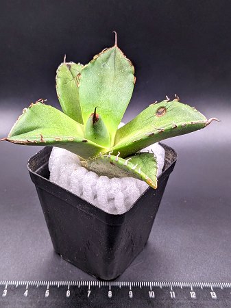 現品◇アガベ・チタノタ　ブラックダイヤモンド◎Agave titanota Black Diamon