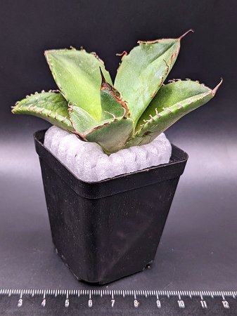 現品◇アガベ・チタノタ　ブラックダイヤモンド◎Agave titanota Black Diamon