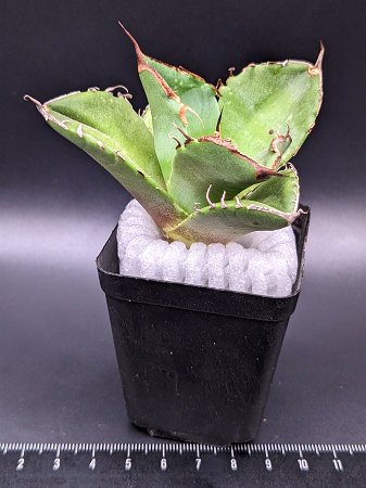 現品◇アガベ・チタノタ　ブラックダイヤモンド◎Agave titanota Black Diamon