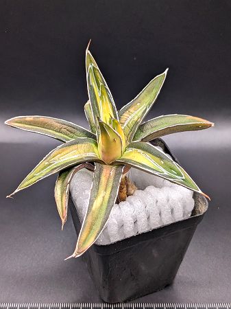 現品◇アガベ・ビクトリアレジーナ サンキング ◇ベアルート苗◇Agave victoriae reginae Sunking◇