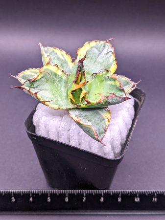 現品！◇アガベ チタノタ BB錦 ブラック＆ブルー バリエガータ・ベアルート苗◇Agave titanota black＆blue 'Variegata'◇