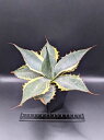 iAKxEIoeBTi V[X^[Agave 'Ovatisana Sea Star'