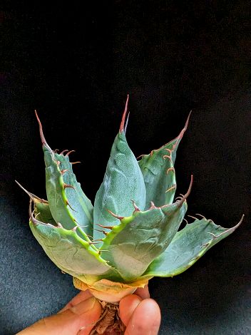 10/1撮影 現品！◇アガベ ・パラサナ ファイヤーボール 頼光錦◇ ベアルート苗◇Agave-parrasana-firebali◇