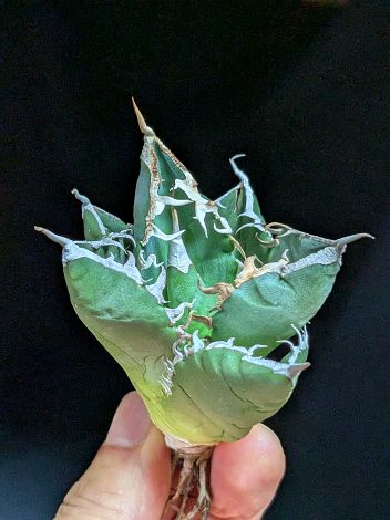 ▲10/23撮影 現品◇アガベ・チタノタ SAD 南アフリカダイヤモンド◇ベアルート苗◇titanota South Africa D..