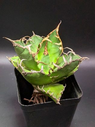 現品！◇アガベ チタノタ シーザー・ベアルート苗◇titanota caesar◇