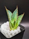 現品!◇アガベ チタノタ 錦 ◇ ベアルート苗◇titanota variegate ◇