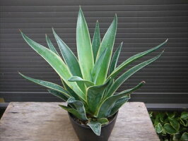 ◎アガベ・ベネズエラ錦◎リュウゼツラン◎竜舌蘭◎desmetiana◎観葉植物◎本州四国は送料無料