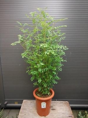 シマトネリコを鉢植えで育てるなら 枯らさない７つのポイントをご紹介 Kurashi No