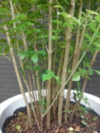 上級品!◎シマトネリコ90・7号鉢植え◎10本以上の株立ち!観葉植物◎人気常緑樹!送料込(本州四国)!◎