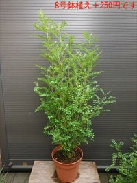 ◎シマトネリコ110・7号鉢植え◎10本以上の株立ち!観葉植物◎人気常緑樹!送料込(本州四国)!◎