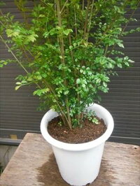 ◎シマトネリコ110・7号鉢植え◎10本以上の株立ち!観葉植物◎人気常緑樹!送料込(本州四国)!◎