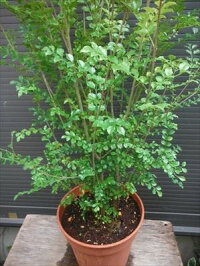 ◎シマトネリコ110・7号鉢植え◎10本以上の株立ち!観葉植物◎人気常緑樹!送料込(本州四国)!◎