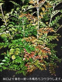 上級品!◎シマトネリコ90・7号鉢植え◎10本以上の株立ち!観葉植物◎人気常緑樹!送料込(本州四国)!◎