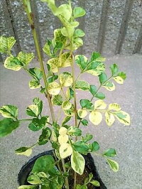 上級品!◎シマトネリコ90・7号鉢植え◎10本以上の株立ち!観葉植物◎人気常緑樹!送料込(本州四国)!◎