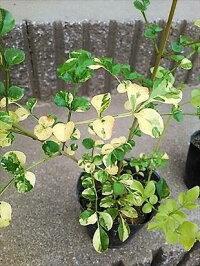 上級品!◎シマトネリコ90・ビニールポット植え◎10本以上の株立ち!観葉植物◎人気常緑樹!送料込(本州四国)!◎