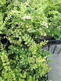 希少!◎斑入りシマトネリコ◎フイリシマトネリコ!庭木、鉢植え、観葉植物にも!◎人気常緑樹!送料込(本州四国)!◎
