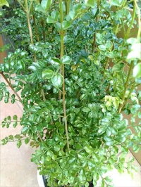 上級品!◎シマトネリコ70・7号鉢植え◎10本以上の株立ち!観葉植物◎人気常緑樹!送料込(本州四国)!◎