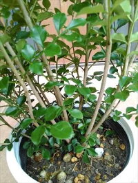 上級品!◎シマトネリコ70・7号鉢植え◎10本以上の株立ち!観葉植物◎人気常緑樹!送料込(本州四国)!◎