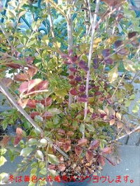 上級品!◎シマトネリコ70・7号鉢植え◎10本以上の株立ち!観葉植物◎人気常緑樹!送料込(本州四国)!◎